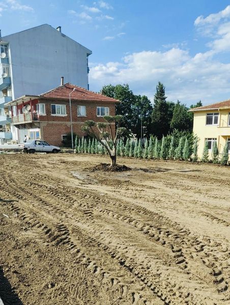 “Zeytin ağaçları dikeceğiz;  Barış için, sevgi için, umut için.” 🕊 
